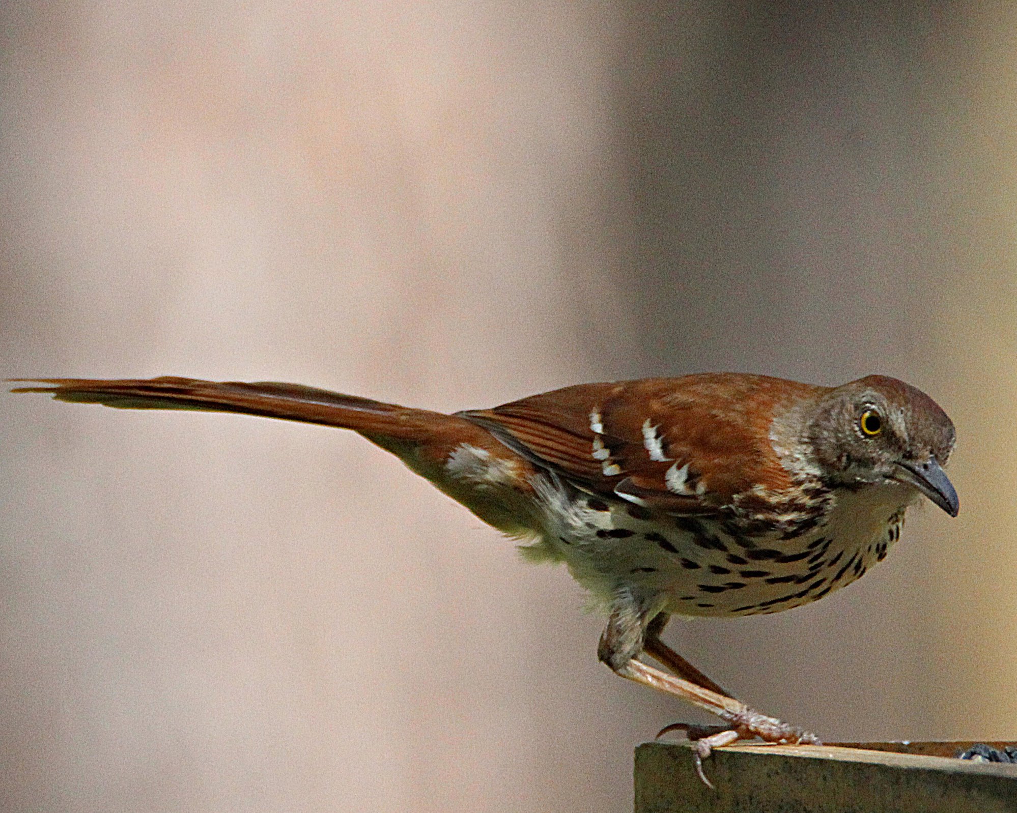 Brown thrasher or roadrunner in NE Louisiana?