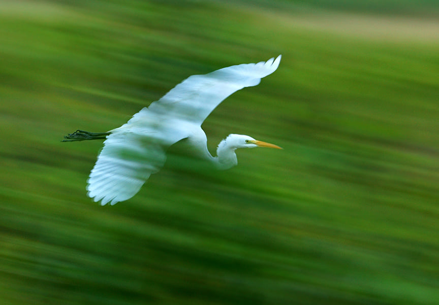 Great Egret with slow-motion take off. At Rockport Rookery. Enjoy