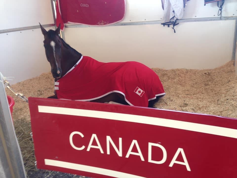 High end Canadian Hunters, Jumpers and Eventers For sale or lease ...