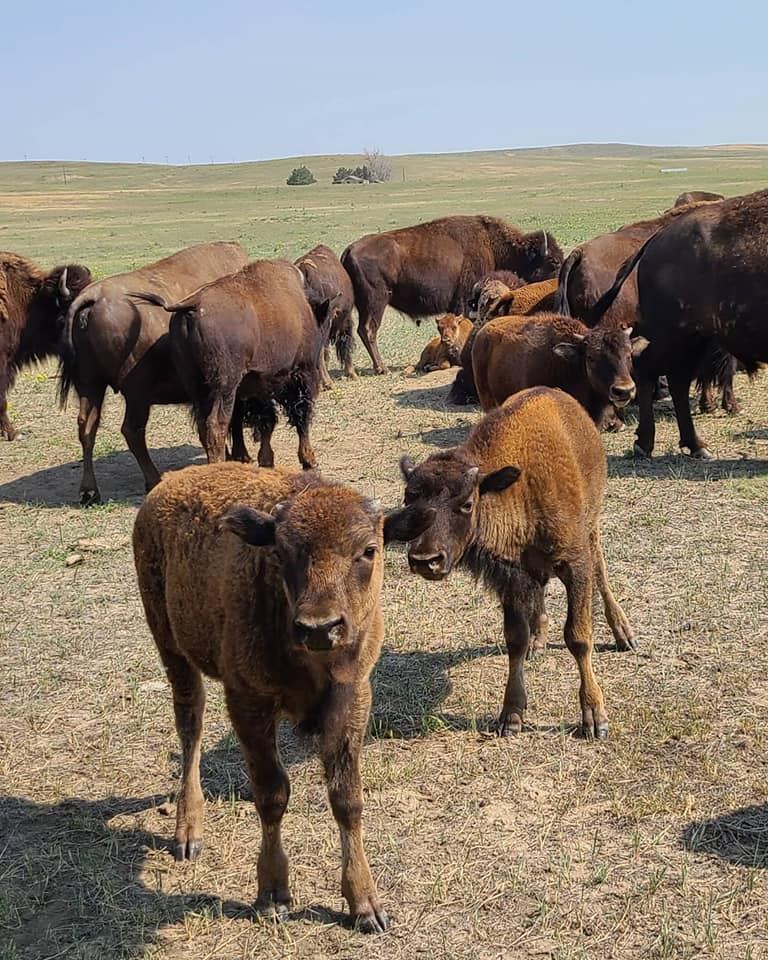 Pierce Land & Bison