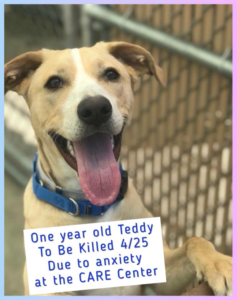 Help save a sweet dog on Staten Island