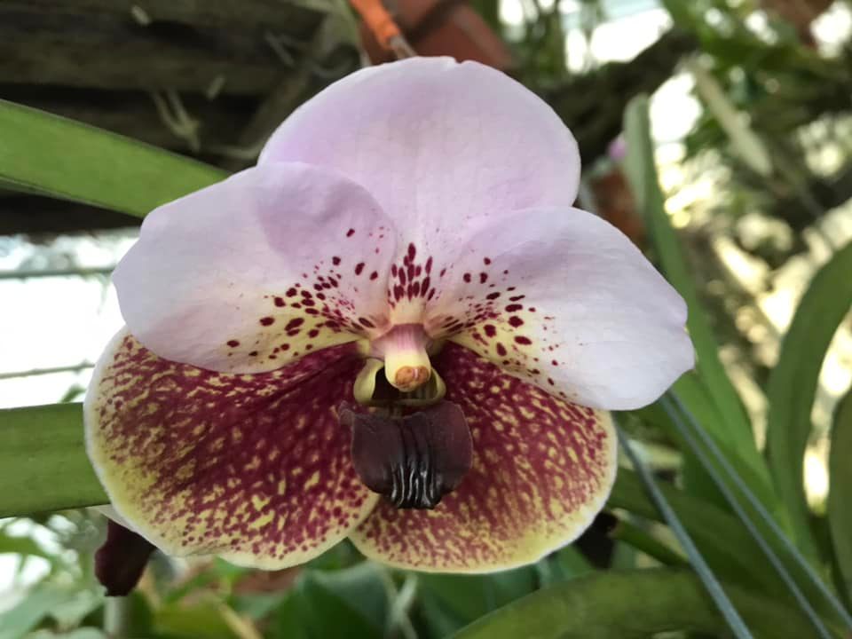 Vanda Twinkle orchid hybrid by Masao Yamada