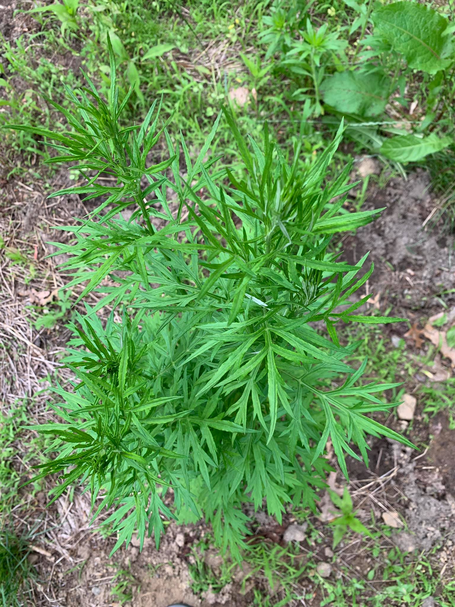 Is that the correct plant identification?