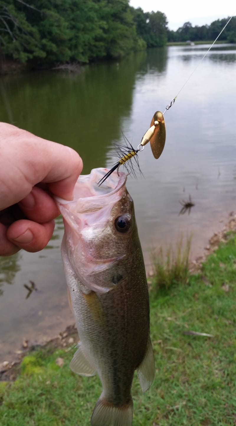 can i fish neversink river with lures Neverskunk Wounded Duo Sampler 3 Pack – Ultralight Wobble Minnow Crankbait Fishing (55mm & 50mm) – Wounded Series – Single Barb Hooks – Trout, Bass & Panfish Lures : Sports & Outdoors What bait and setup to