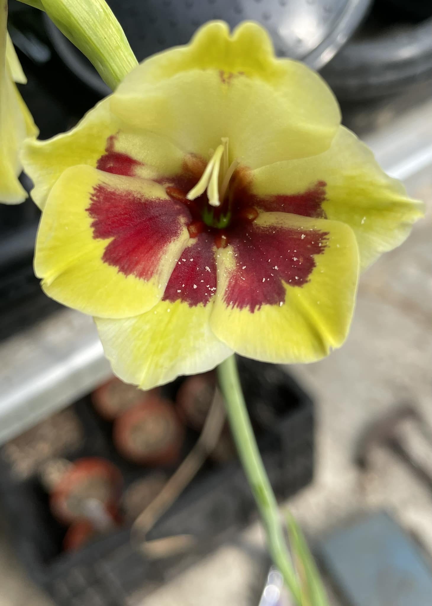 Pauridia gracilipes ssp speciosa 