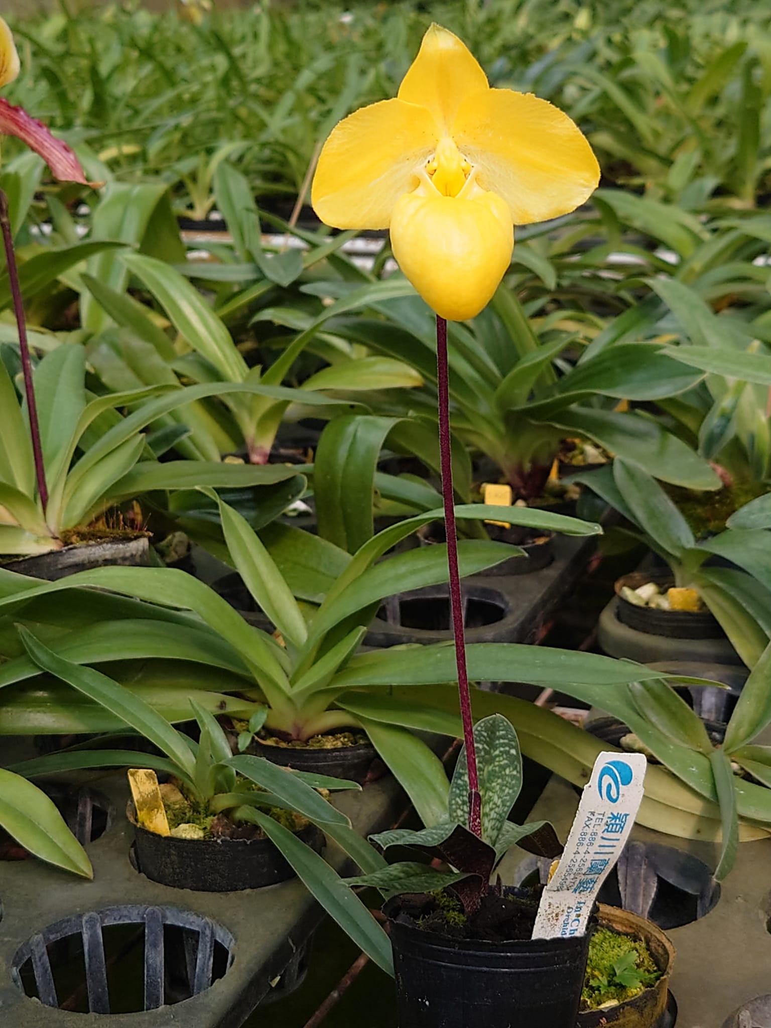 Paph. armeniacum…the cutest thing