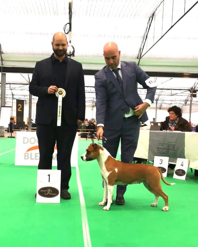 Int Dogshow Bleiswijk NL Judge Mr Kevin Naeff Carmichael s  