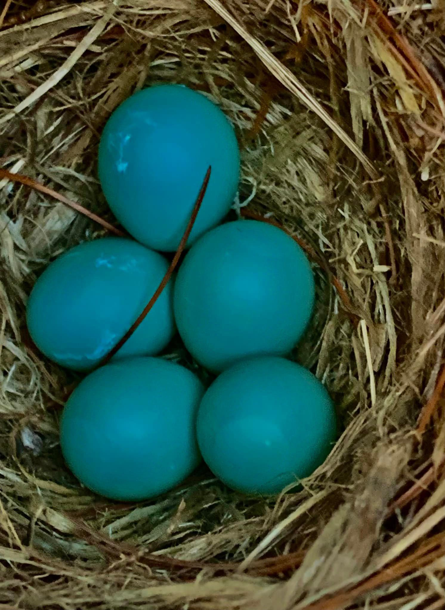What bird lays turquoise and pale blue eggs in Virginia?