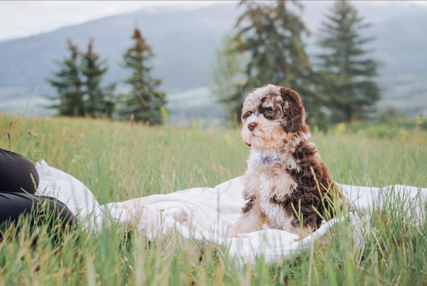 I am going to Idaho to pick up Ms.... - Big Sky Cockapoos