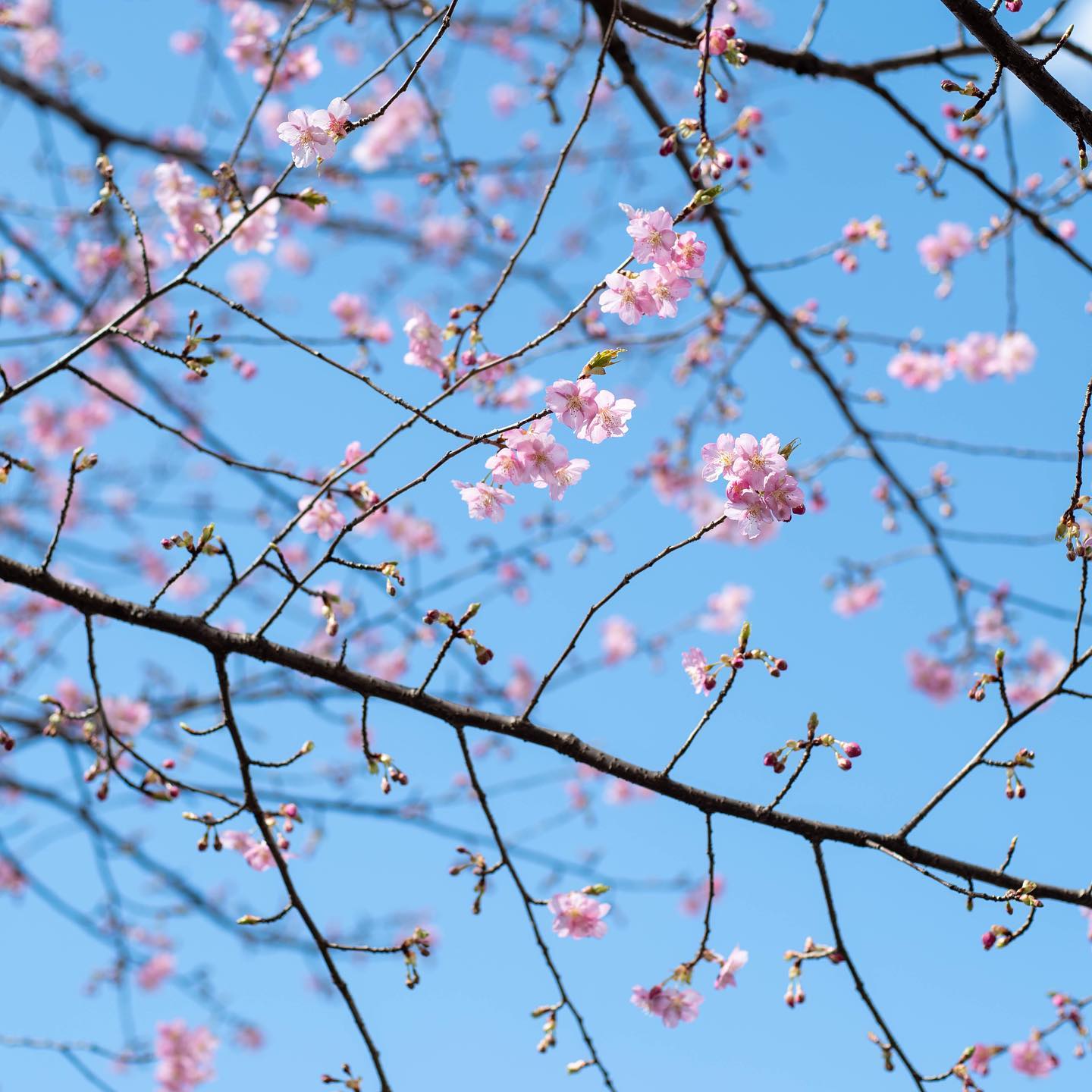 Nikon Z series autumn cherry blossoms with Nikkor Z100-400mm lens