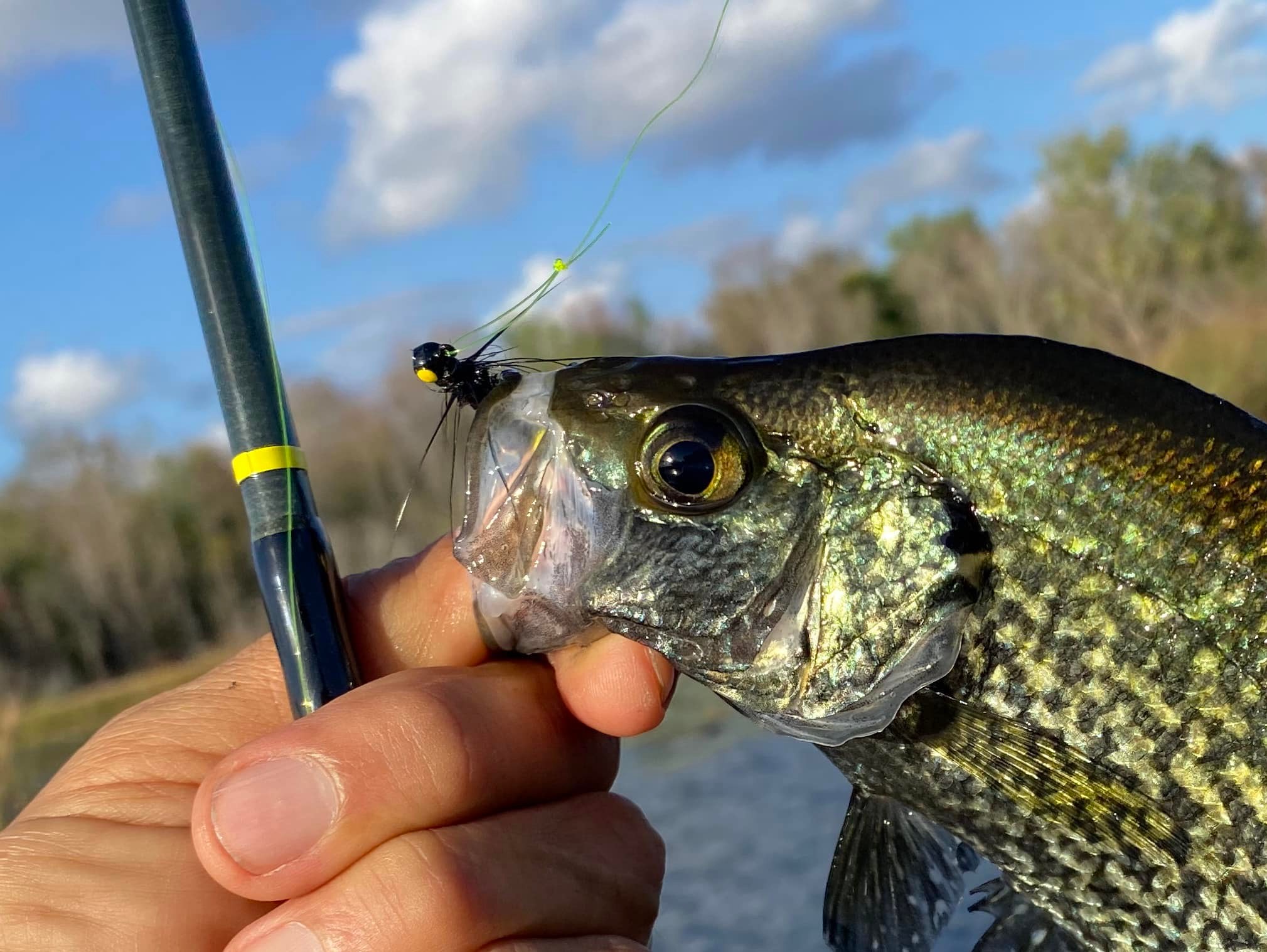 patagonia black hole bag trout Cube 14l, Basin Green, Fitz – JAXOutdoorGearFarmandRanch Rod Length:7'0