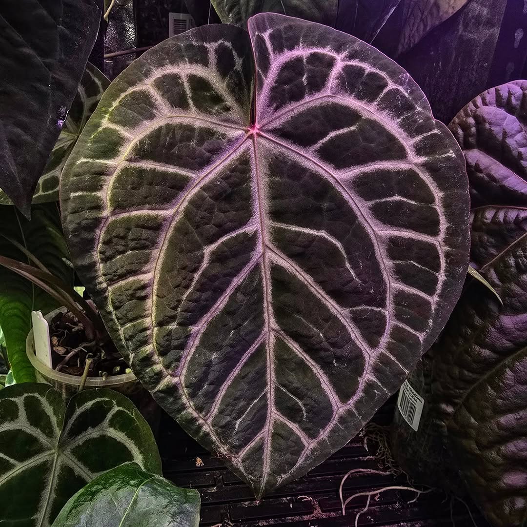 Reposted from @dark.velvet.aroids SKG Silver x Red Crystallinum