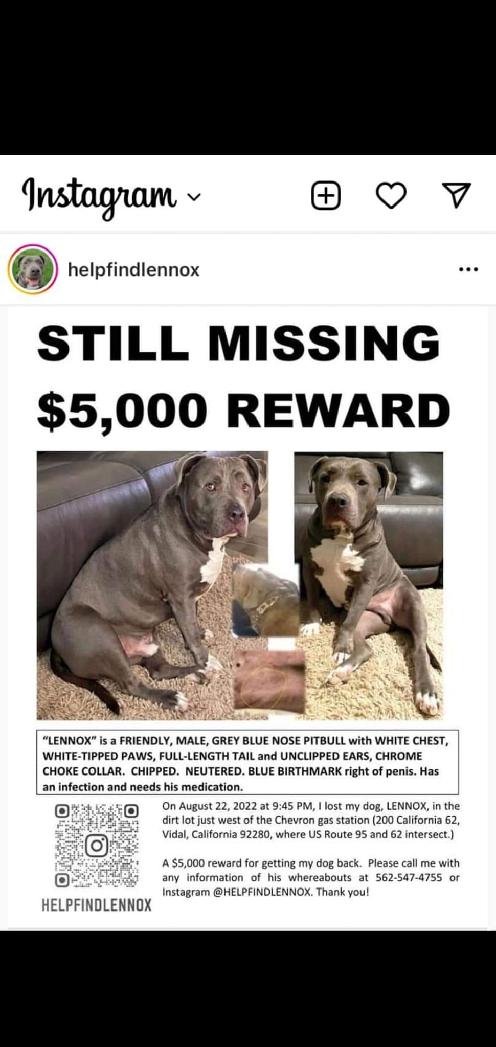 Lennox, grey blue nose pitbull, lost in Vidal, CA, needs