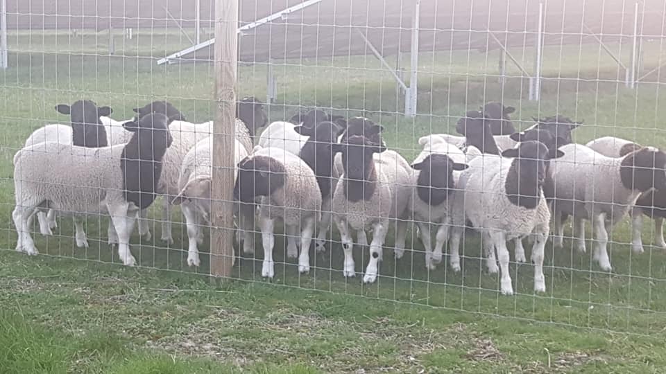 Jacob's Flock Ltd | Royston