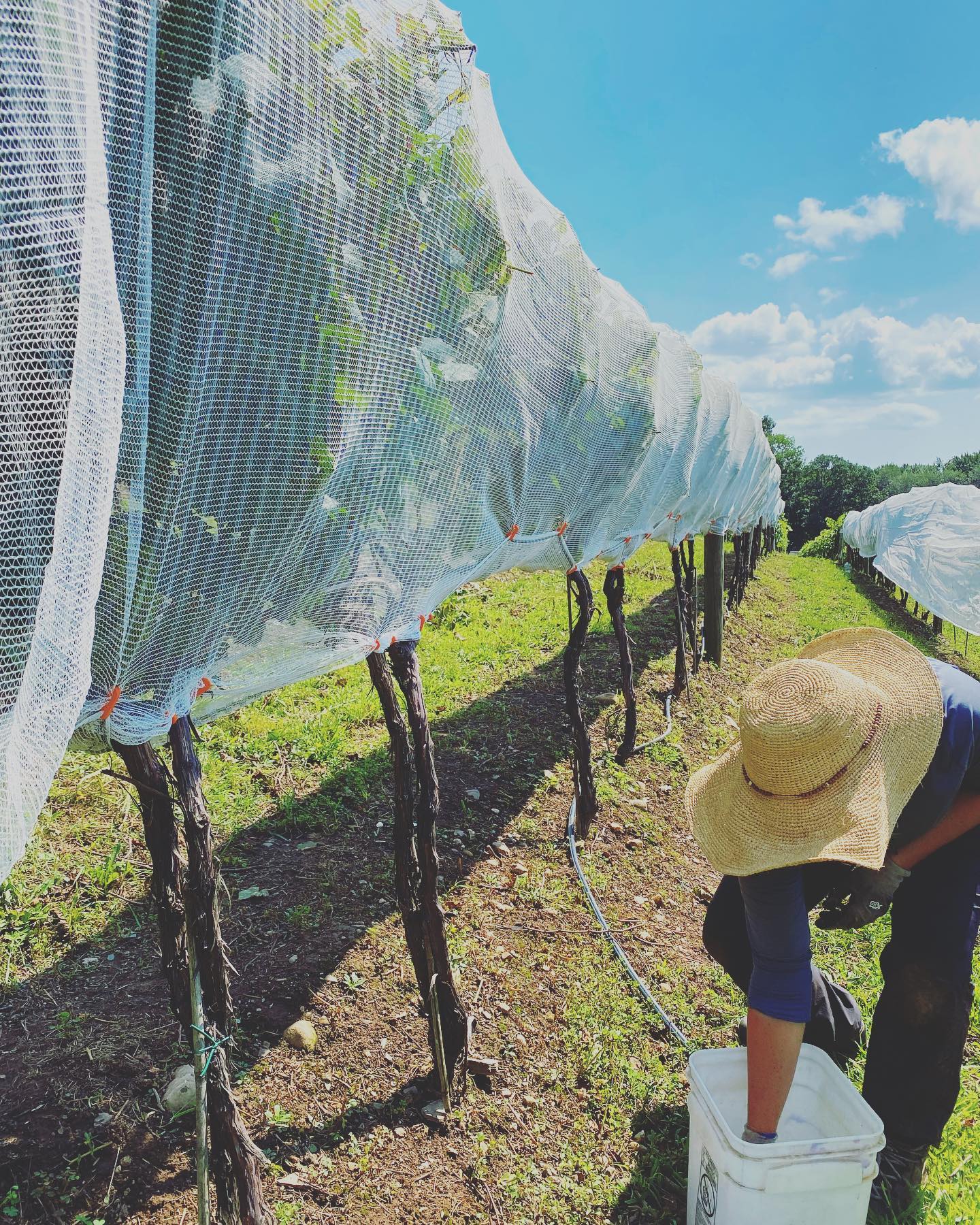 Vineyard Mama - Beautiful day today at @stappavineyard !... | Facebook