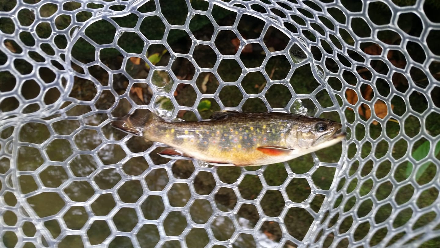 Tellico native brook trout painting in east Tennessee
