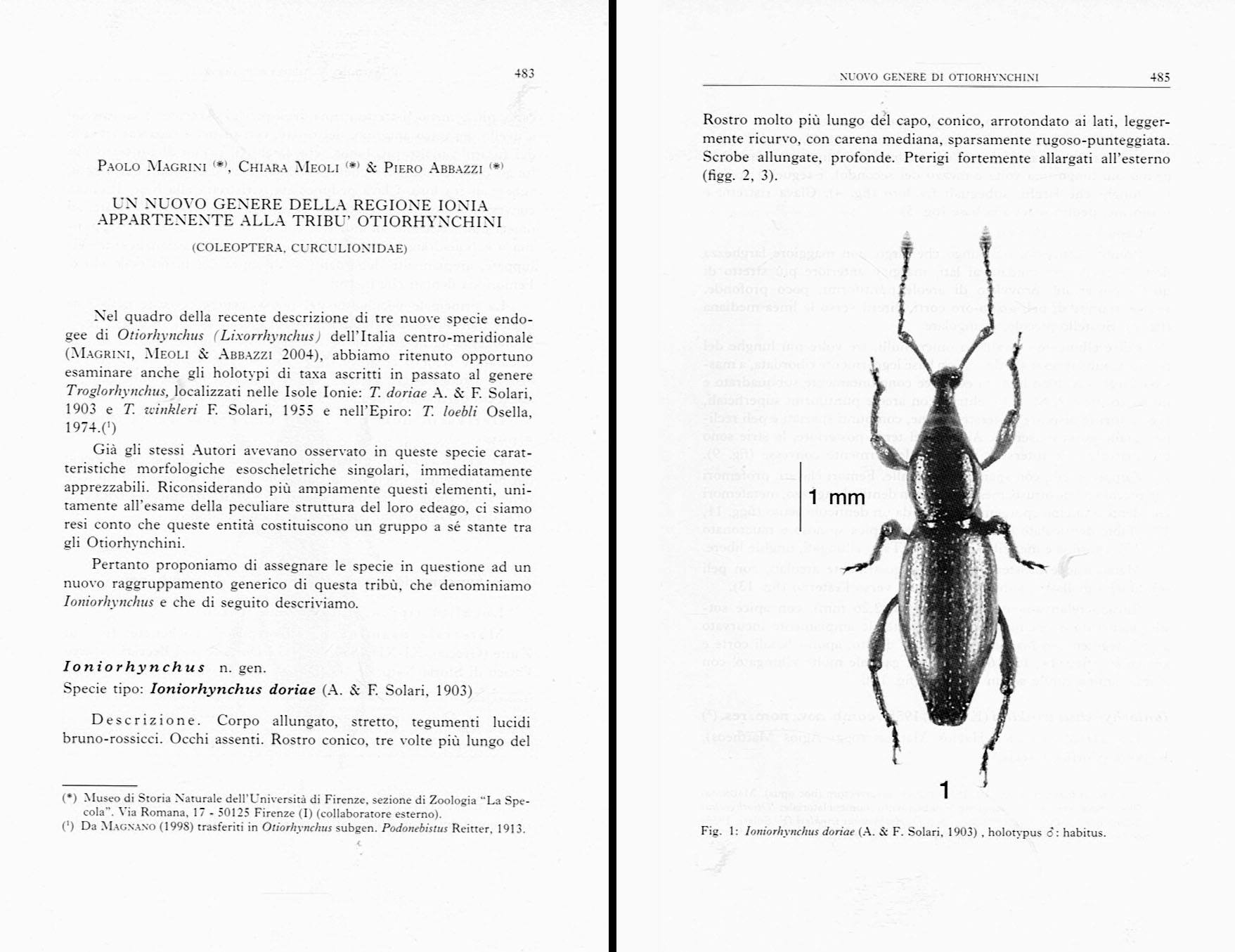 Baldorhynchus monziniorum, a new species of hypogean Curculionidae