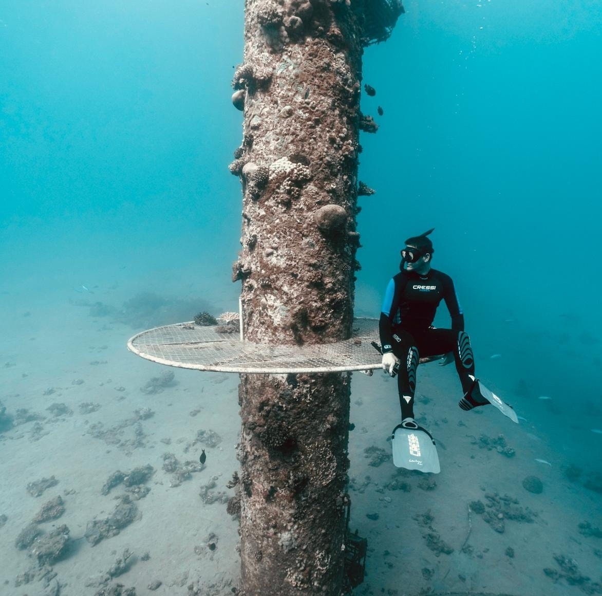 A breathtaking moment in the northern Red Sea: two eagle rays ...