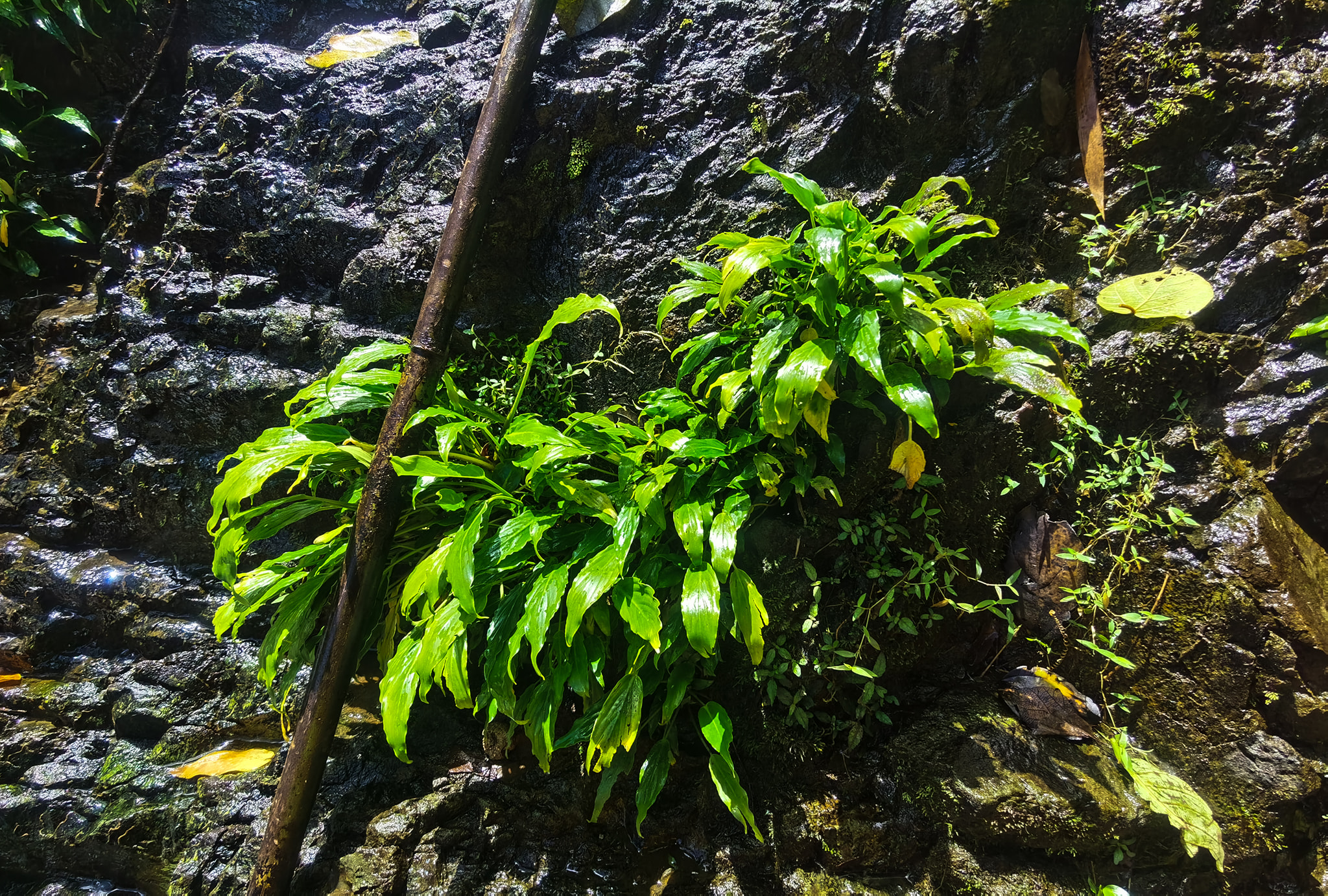What is this cryptocoryne species at Mt. Agudo Falls?