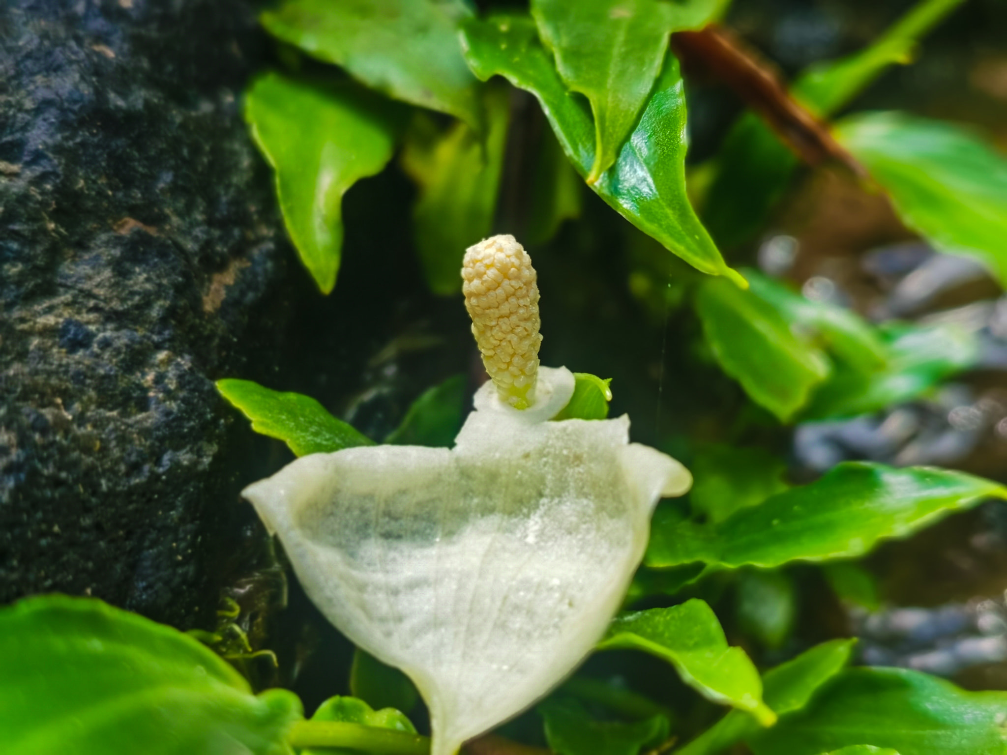 What is this cryptocoryne species at Mt. Agudo Falls?