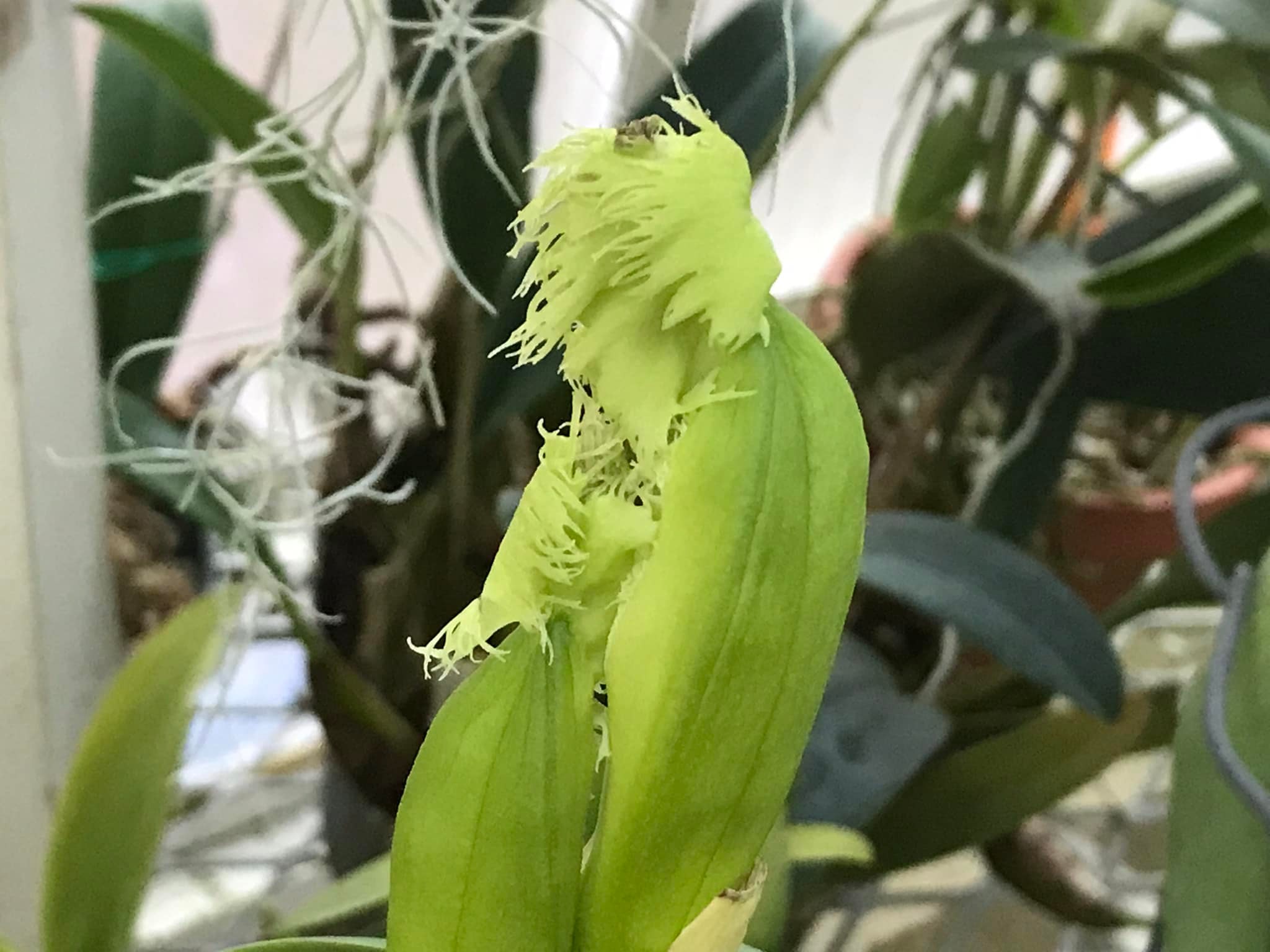 Rhyncholaeliocattleya Golf Green 'Hair Pig' Orchid Blooms and Care