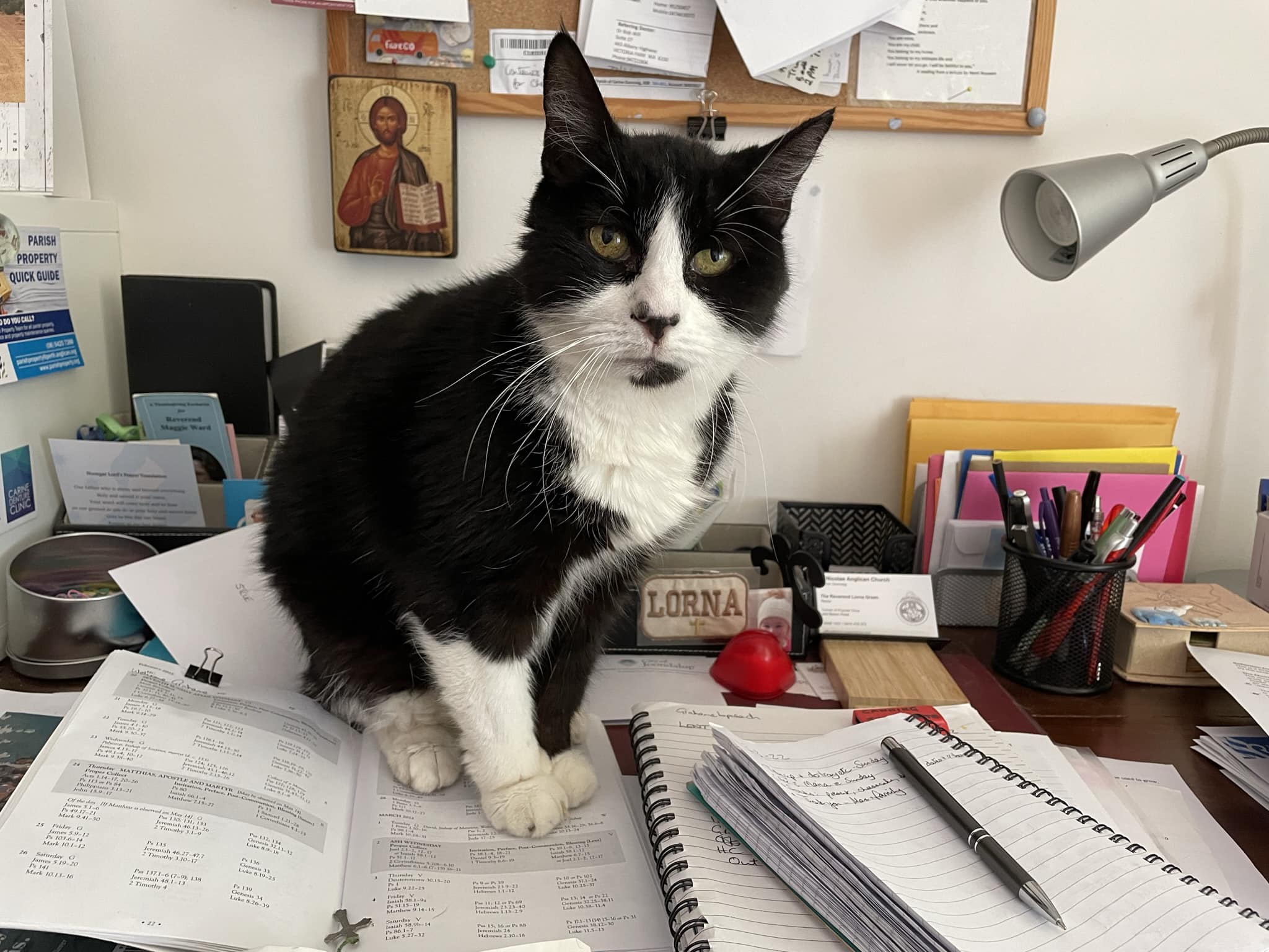 cat b12 injection video Where to find videos of giving cats vitamin shots at home? show stock supplement Weight Loss Injections - Volume:250mL