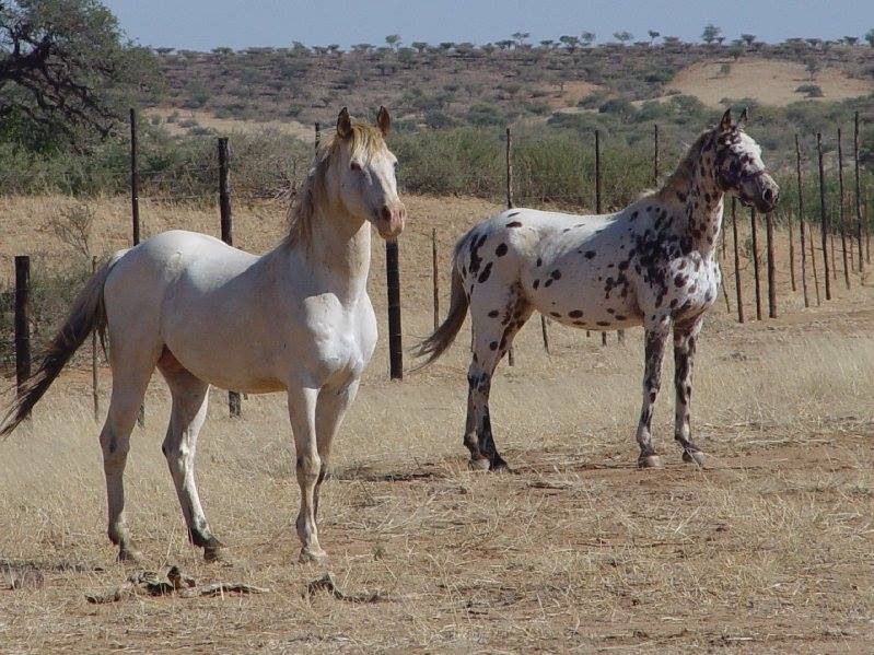 Apache Appaloosa Ranch