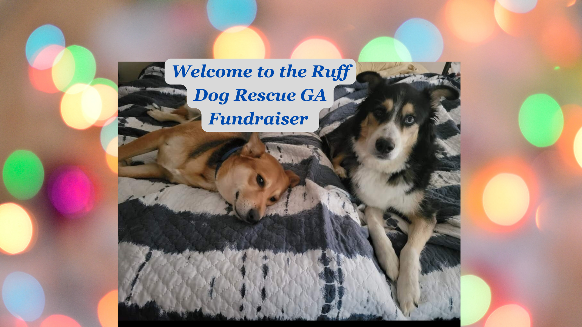 Celebrate Holiday Fun with Ruff Dog Rescue and Pampered Chef Fundraiser ...