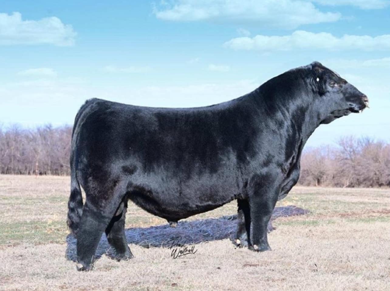 Mississippi Simmental Simbrah Association/MJSSA