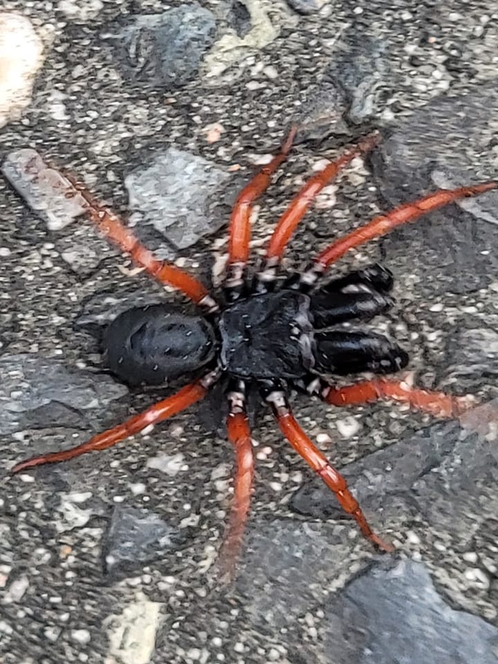 What is a pine barrens spider cricket?