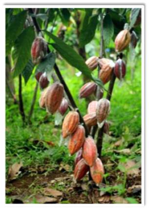 Lets Do Cacao! - ROSIT CACAO FARM CEBU