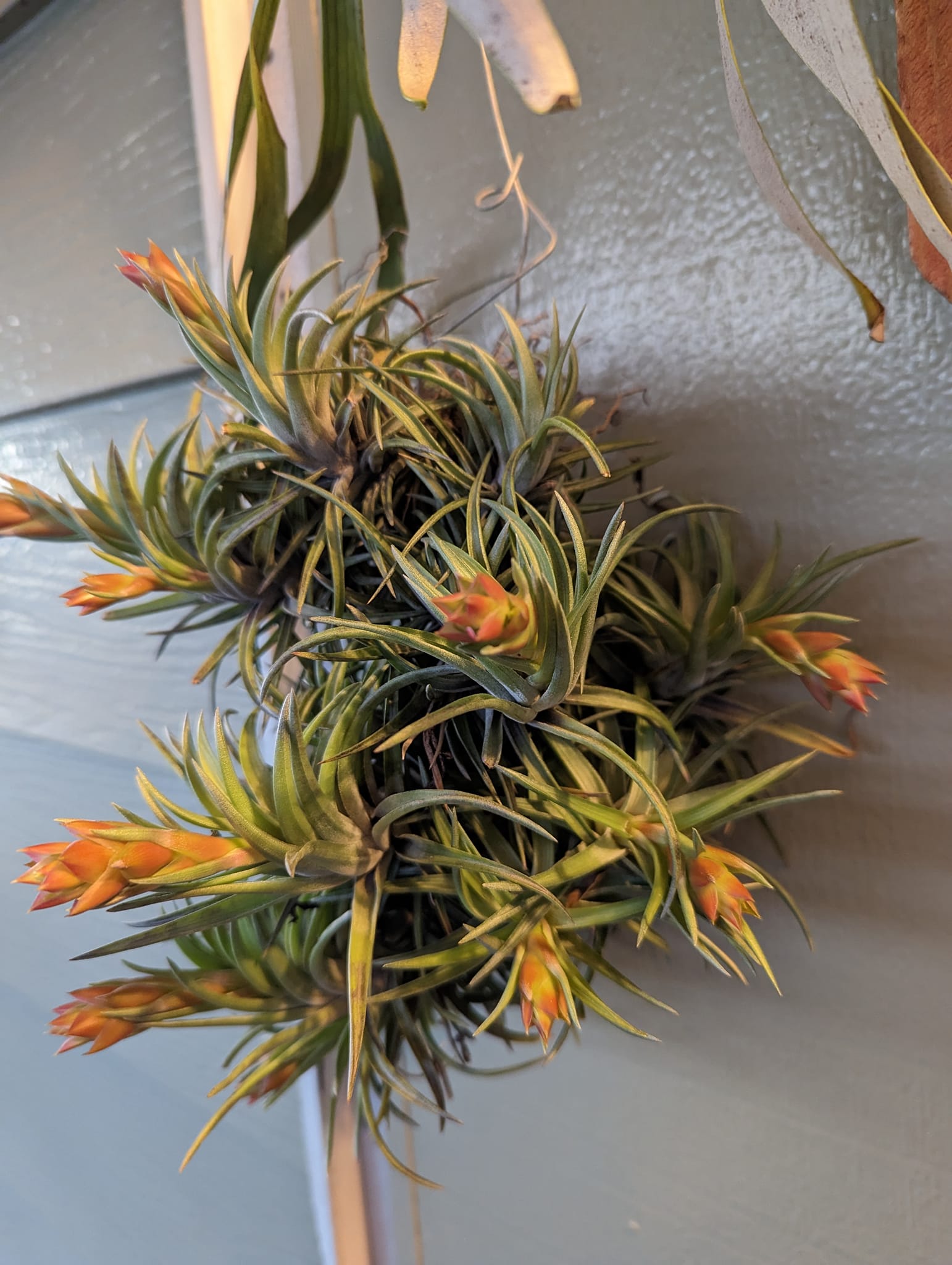t neglecta nigra air plant variety
