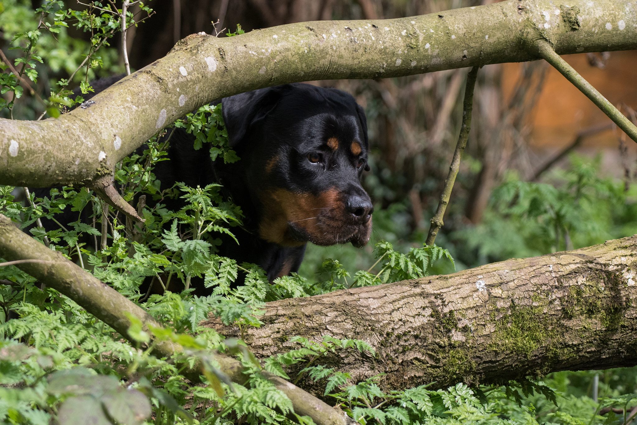 Milo Rottweiler Adventures. | Facebook