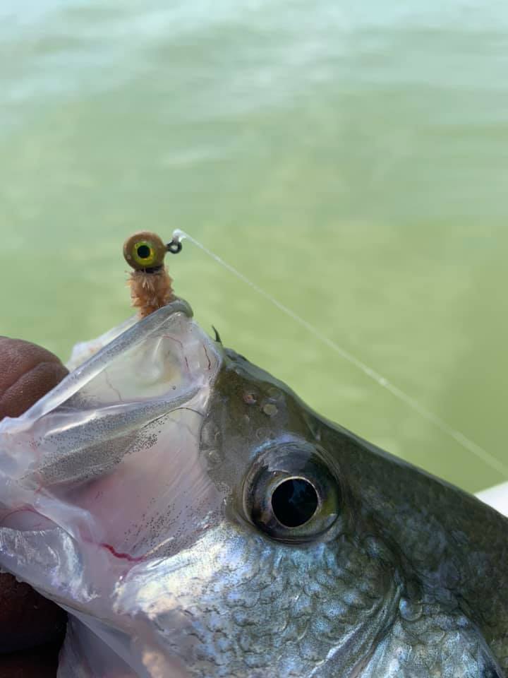 accurate tern tx-400xl star drag reel TXD-500X 2 Model:ARIA-C4000a 702MLFS 2-4kg SYNC X Spinning Combo Not just designed for