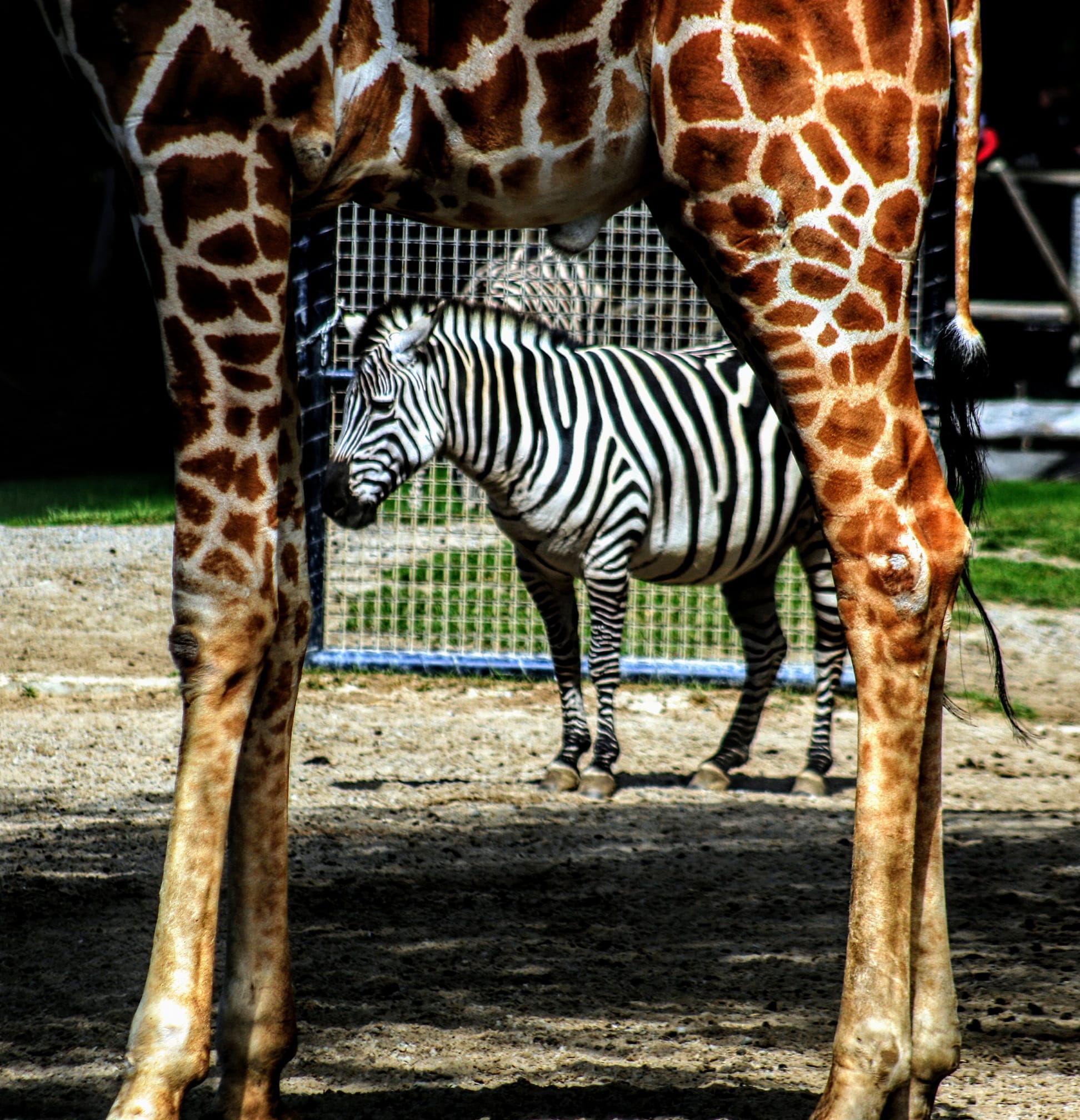 Zebra and giraffe at San Francisco Zoo
