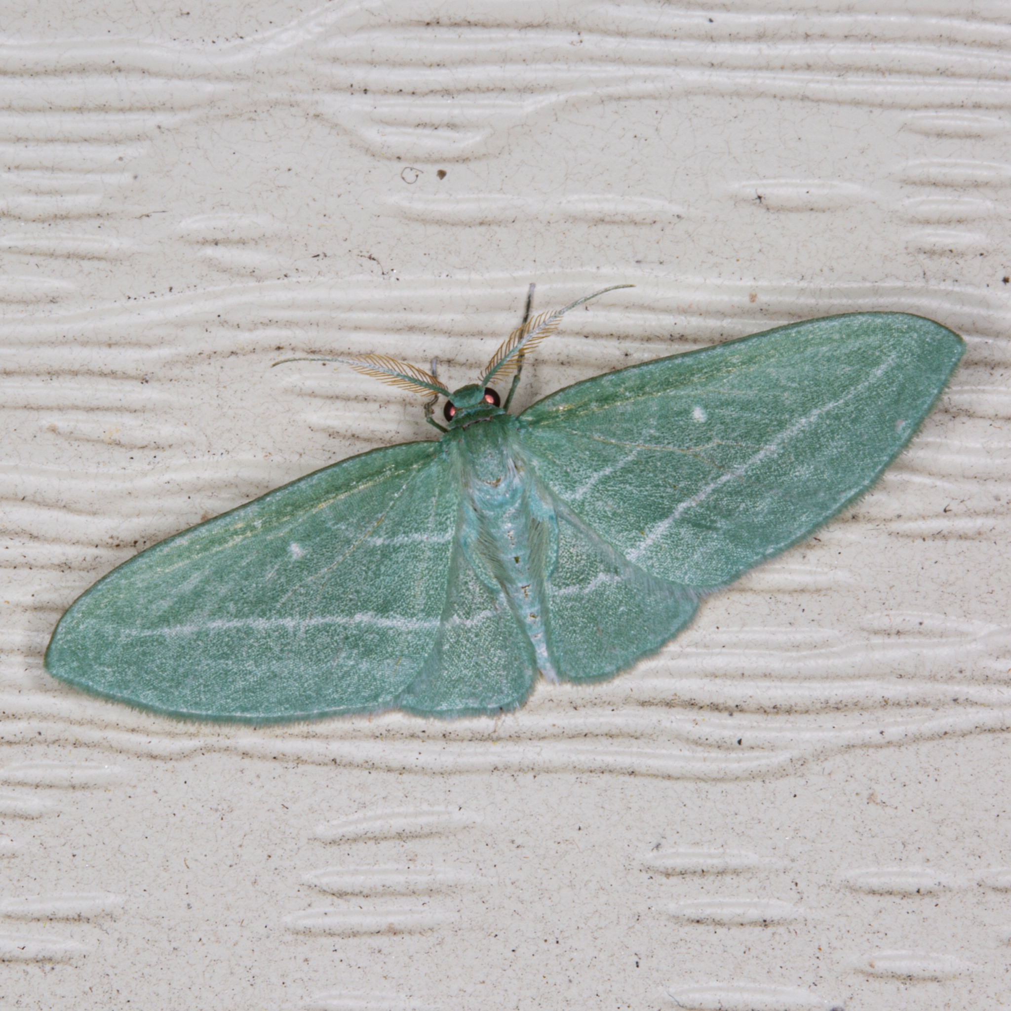 LOWER DIFINITION 「moths」 Identifying the 'bad-wing' moth species