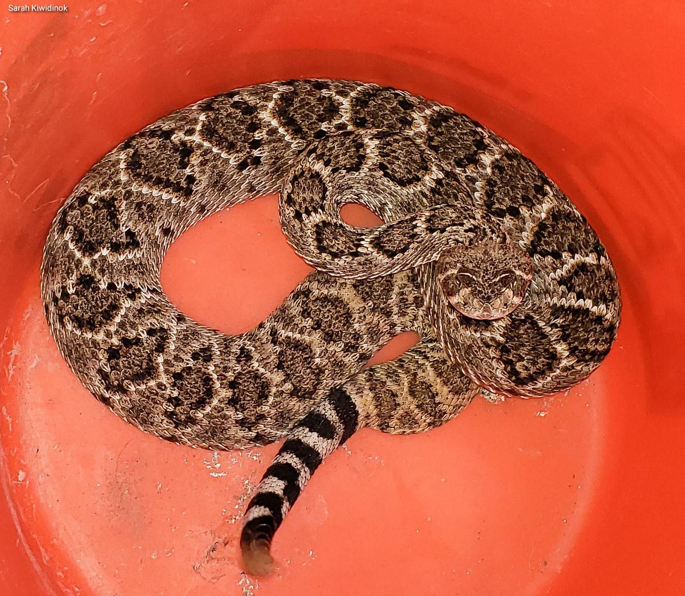With spring emergence in full swing, rattlesnakes are busy looking