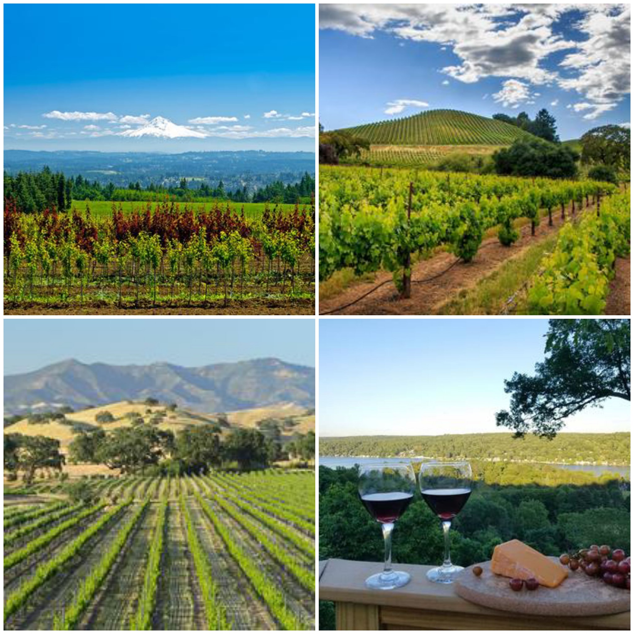 나파 밸리 포도원. Napa Valley Vineyards