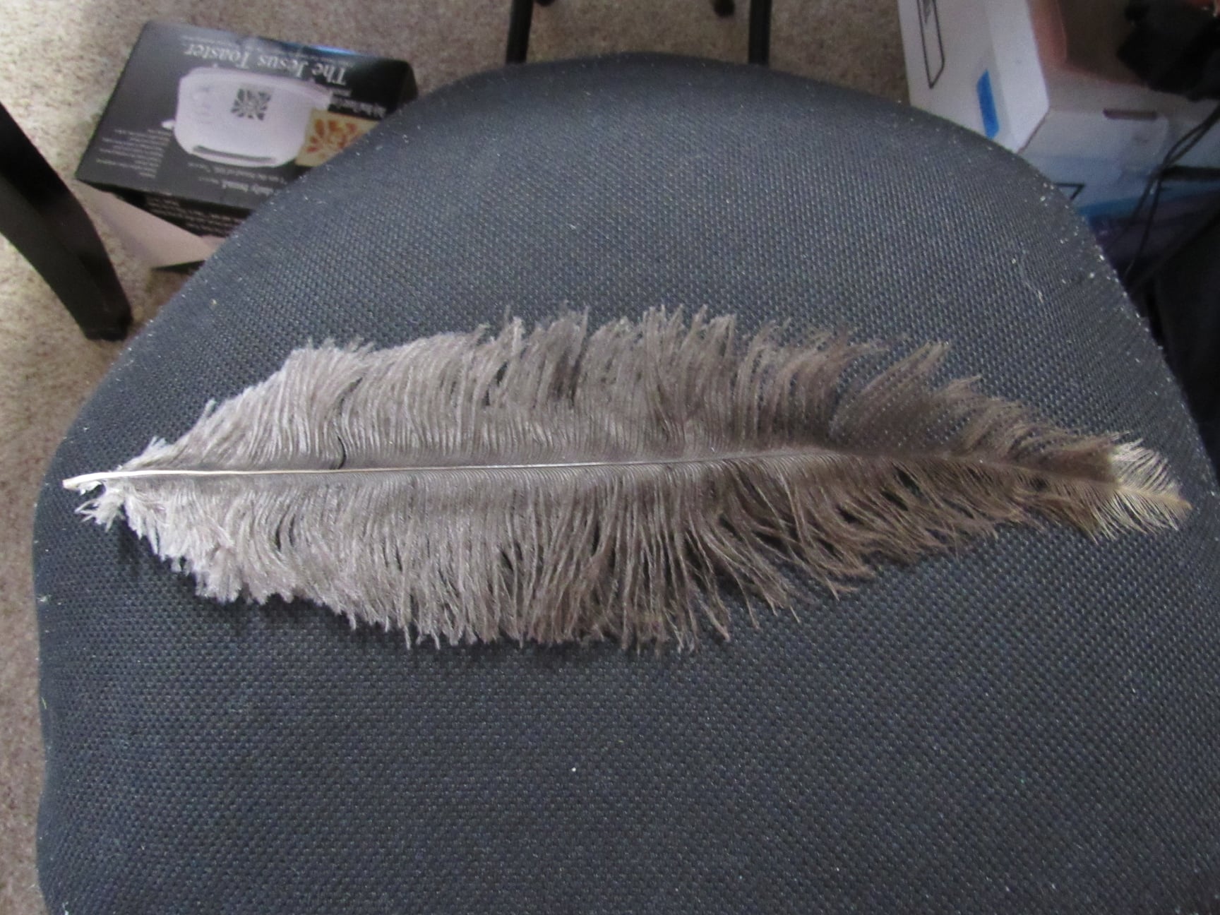 What bird does a huge feather with bumps belong to?