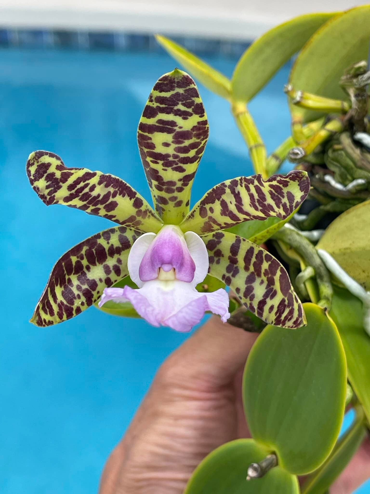 Cattleya aclandiae Albescens a new colorful result of our MZ