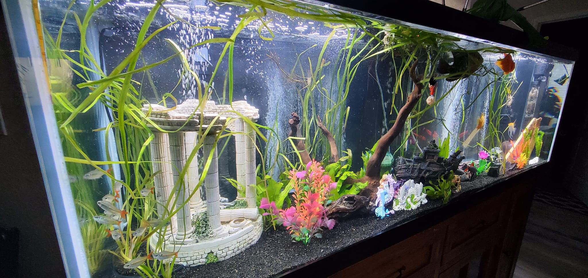 125 gallon fish tank accessories TRUVU 125L And Stand Combo One side is perfect for up to a 29 Scored a 125-gal aquarium tank