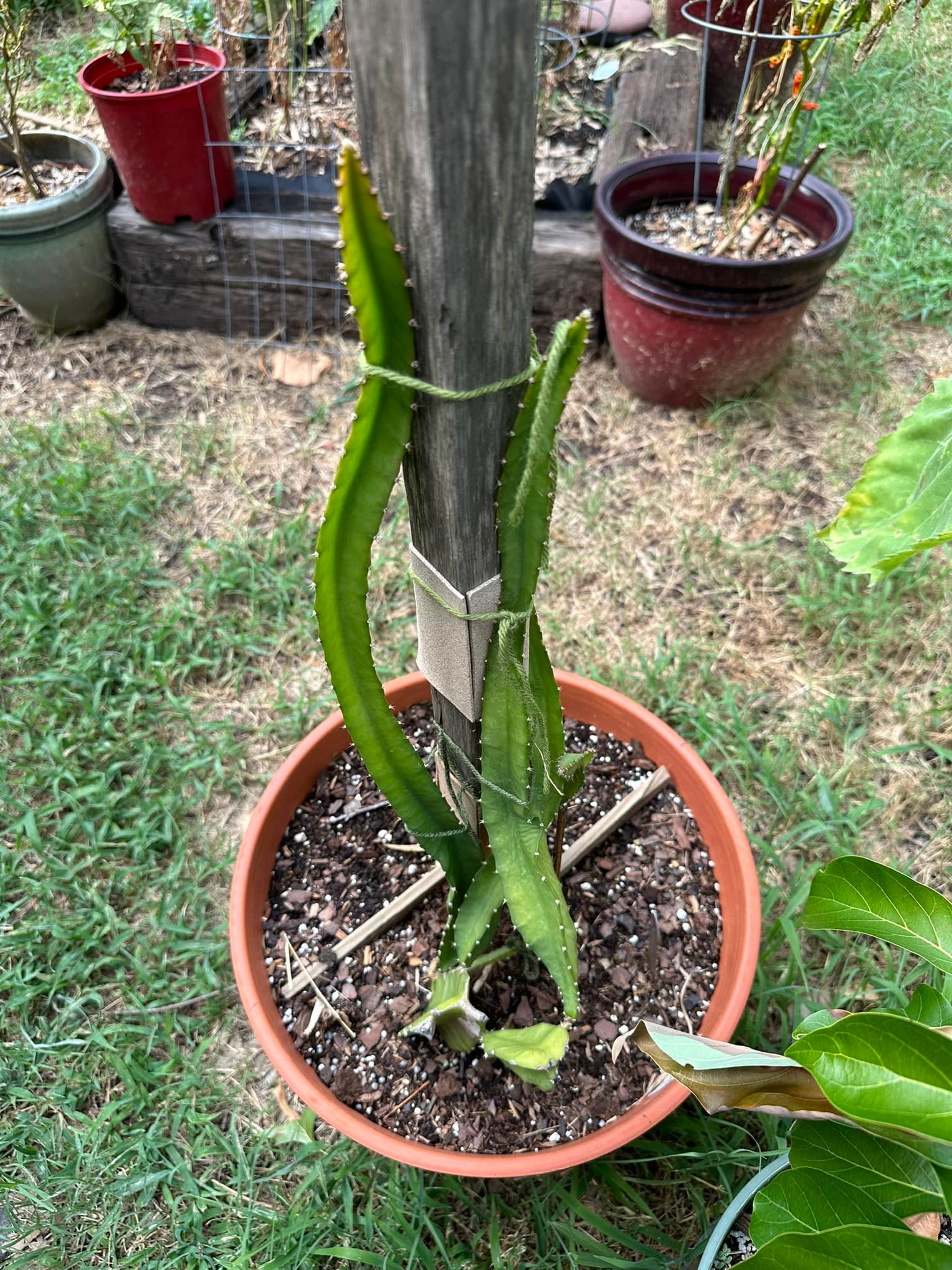 Yellow Dragon Fruit Palora Variety For ONE Matured Fresh Cutting 10-14