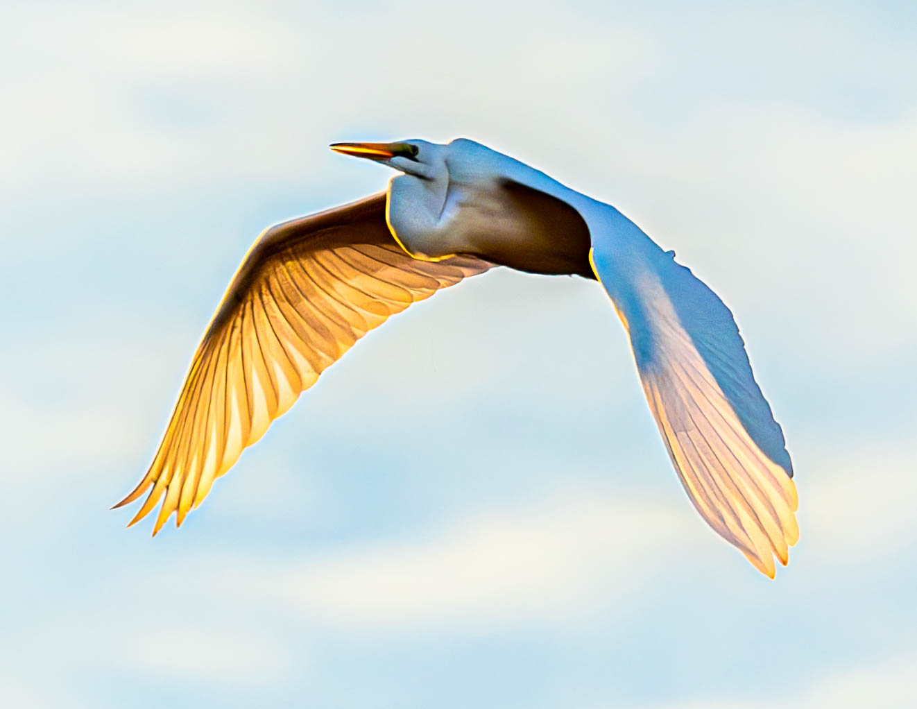Great Egret with slow-motion take off. At Rockport Rookery. Enjoy
