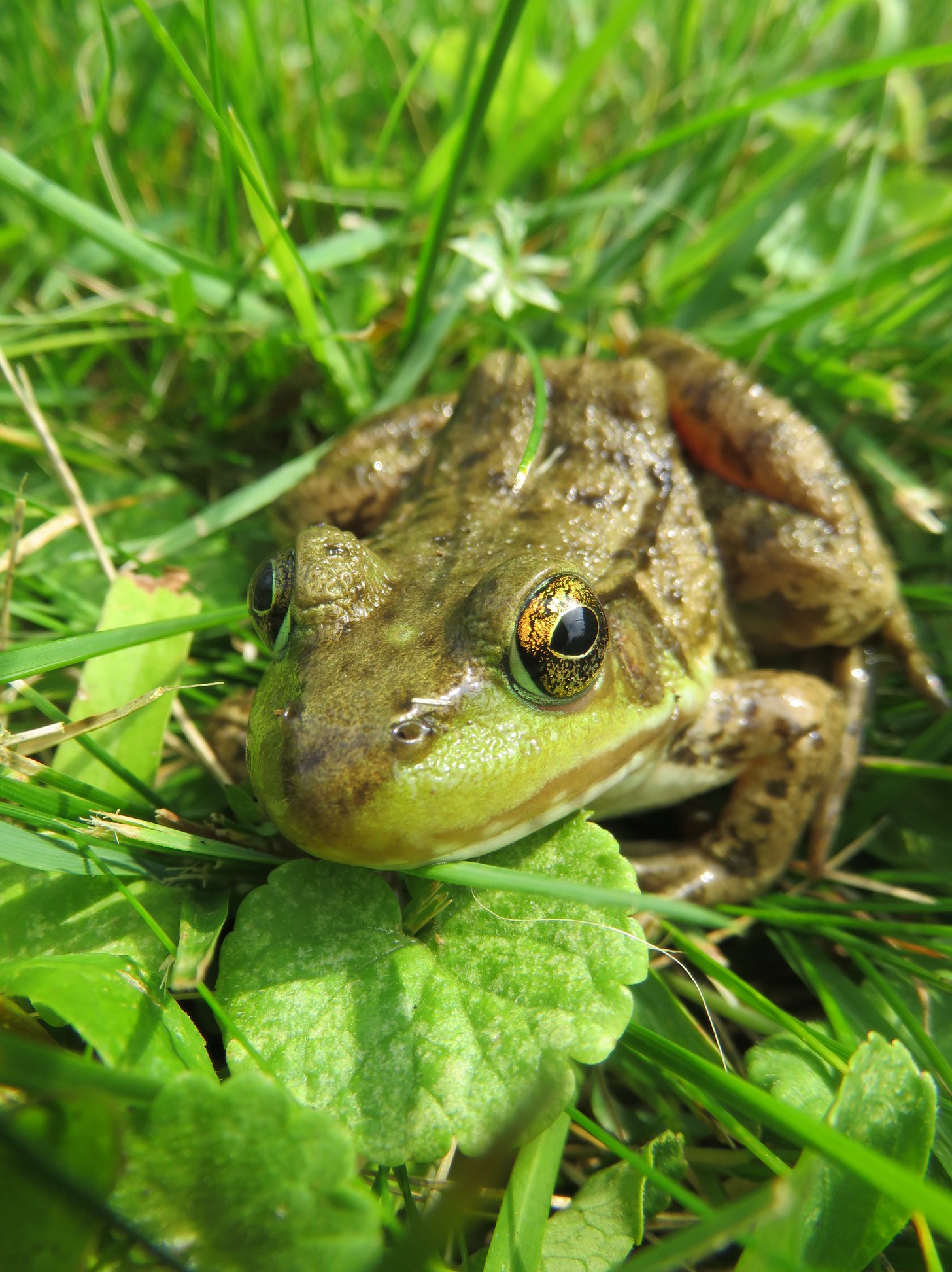 female rana clamitans melanota Melanistic Northern Green frog (Rana melanota) from Otsego County, MI Adenosylcobalamin