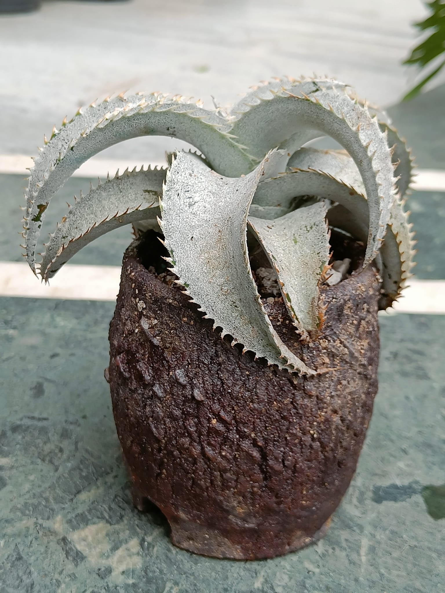 Dyckia Marnier-Lapostolle in handmade ceramic pot