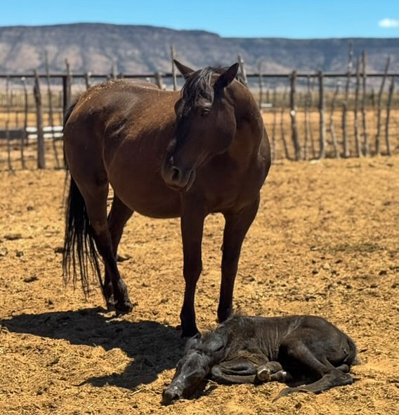 K4 Ranches | Prescott AZ