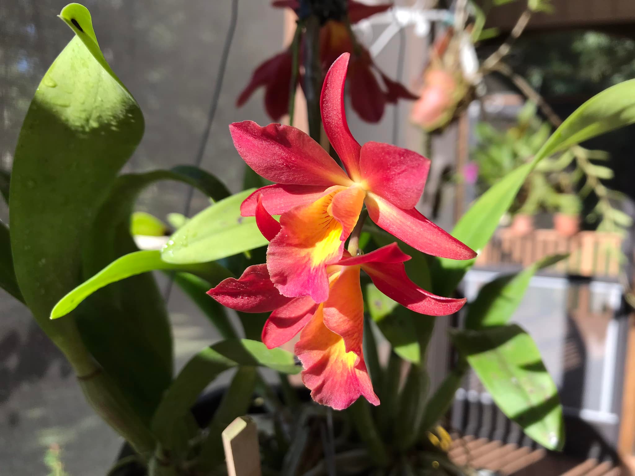 Wittmackia distans (jamaica)ウィットマキア Wittmackia distans bromeliad native to western Jamaica