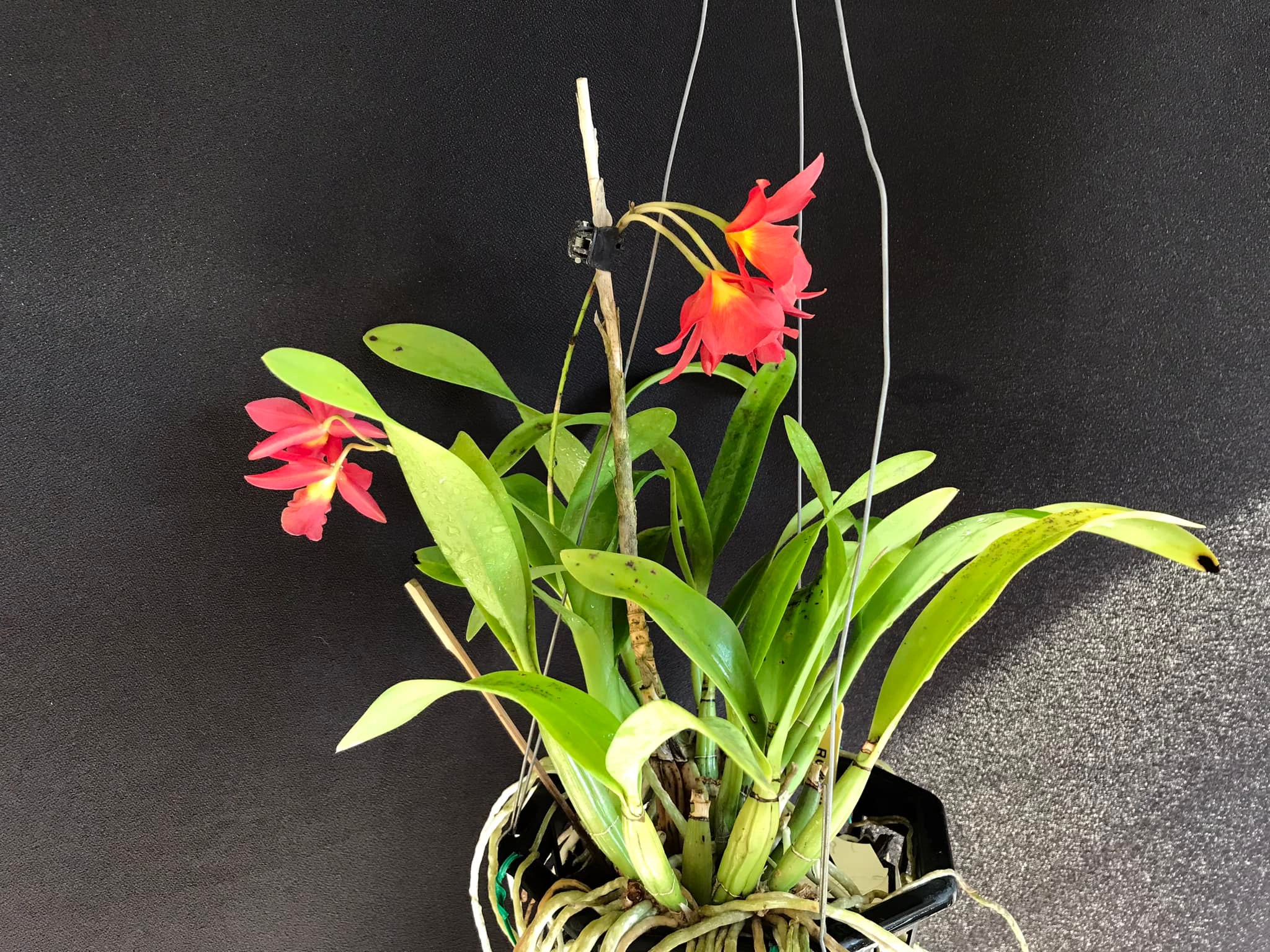 Wittmackia distans bromeliad native to western Jamaica