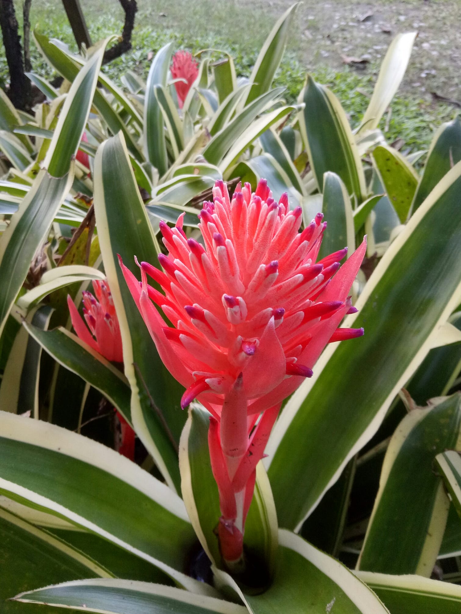 Billbergia Hidden Treasure plant's variegation changes