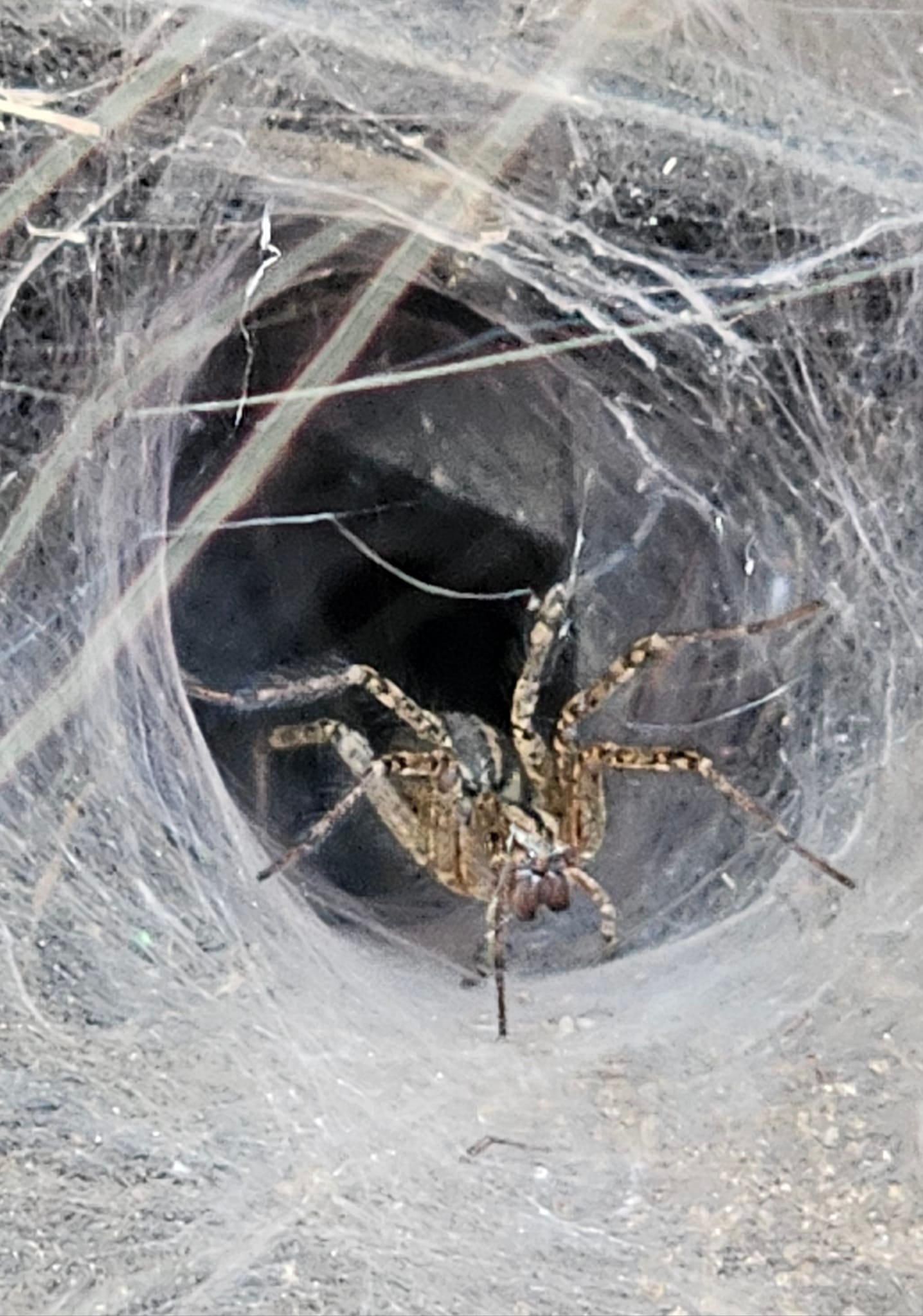 What is the name of this spider?